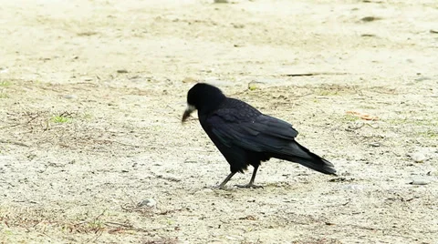 Rooks looking for food on the ground ( Corvus frugilegus) Video stock 33705375
