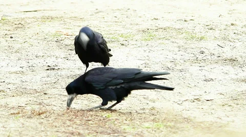 Rooks looking for food on the ground ( Corvus frugilegus) Video stock 33705480