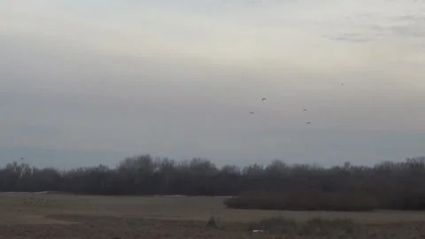 Rooks over the meadow,  beginning of March Video stock 104292900