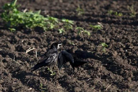 Rooks on a plowed field Stock Photos