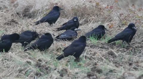  rooks resting on the ground Stock Footage 12314238