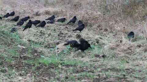 Rooks resting on the ground Stock Footage 12314337