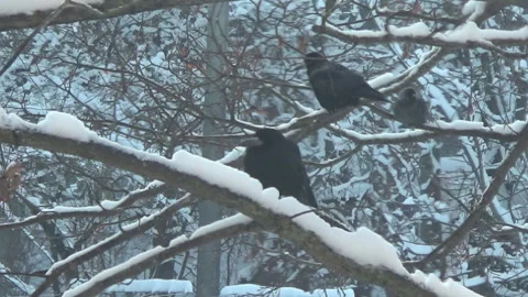 Rooks on snow-covered branches, trees, lots of snow, winter, Ukraine. Stock Footage 326248135