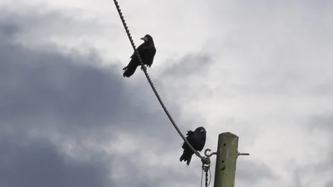 Rooks on a wire with blue sky background UK 4K Stock Footage 143092195