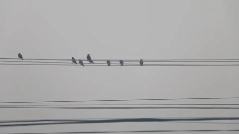 Rooks on wires with a gray cloudy sky on background 스톡 동영상 137823552