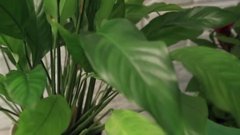 ROOM FLOWER CARE 2 Stock Footage 155653565