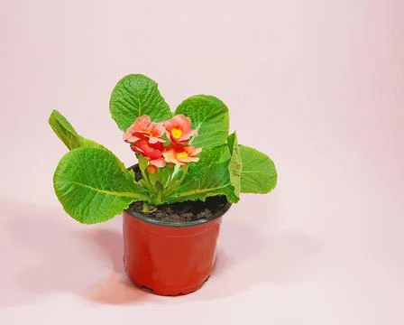 Room flower with orange and red colors in a brown pot, for a flower store Stock Photos
