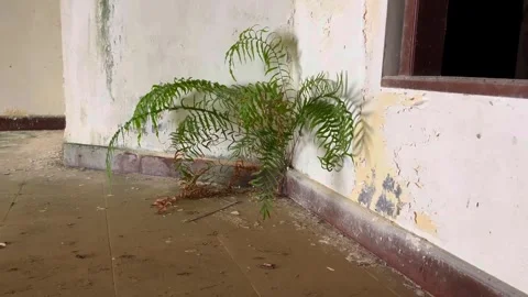 Room overgrown with grass and trees in haunted palace of the abandoned hotel Stock Footage 276465819