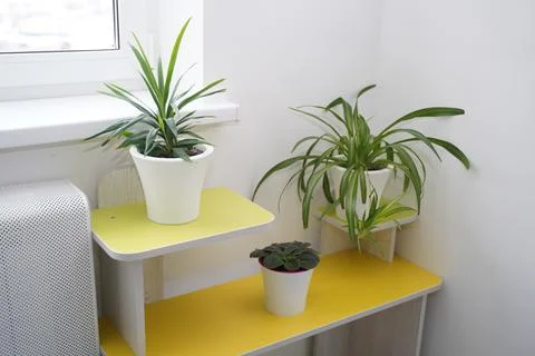 Room plants on the rack by the window Stock Photos