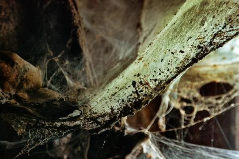 Room with window and spiderweb Stock Photos