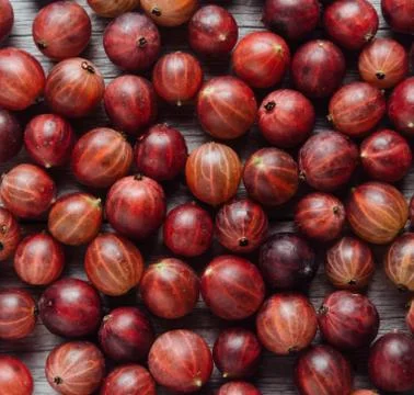 Rooseberries Stock Photos