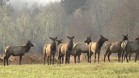 Roosevelt Elk Herd Winter Olympic Peninsula 動画素材 71019221