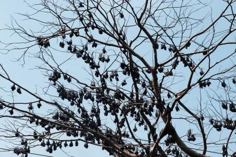 Roost of bats hanging on a tree Stock Photos