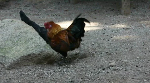 Roost Stock Footage 494185
