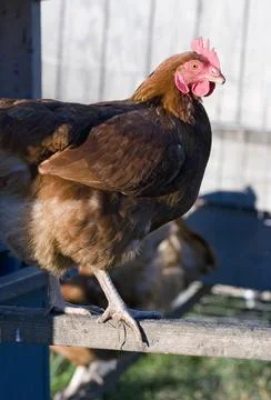 Rooster 1 Stock Photos