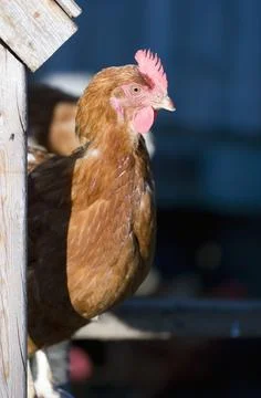 Rooster 2 Foto stock