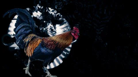 Rooster on abstract background. isolated. red comb. Stock Illustration