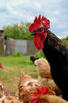 Rooster against the background of chickens Stock Photos