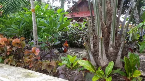 Rooster among plants, Laos Видео 75001773