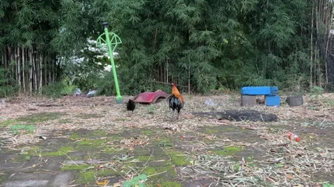 Rooster and Black Hen Stock Footage 311353613