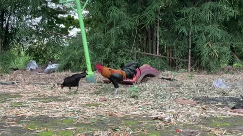 Rooster and Black Hen Video stock 311353644