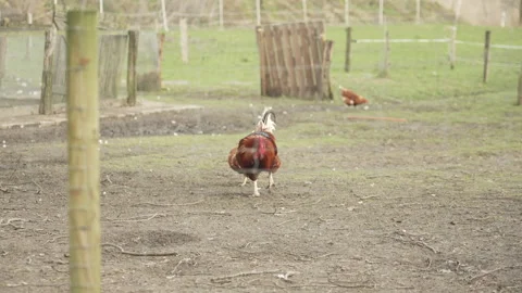 A rooster and a chicken are looking for food Stock Footage 219803534