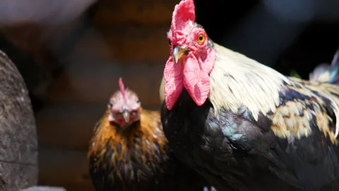 A rooster and a chicken in a cage Stock Footage 149436397