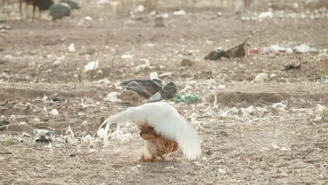Rooster and chicken during mating on a dirt field covered in waste. Static. Stock Footage 138462657