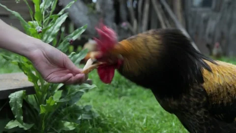 The rooster and chicken eat from the hands of the girl, they eat wheat, grain, b Stock Footage 76426720