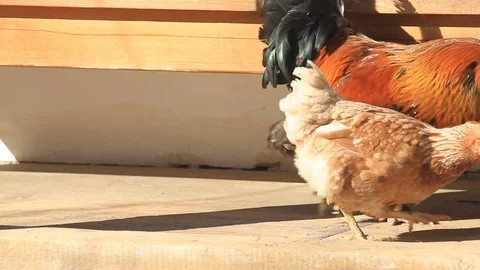 Rooster and chicken eats near the house in the village Stock Footage 73028698