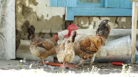 Rooster and chicken Video stock 79752373
