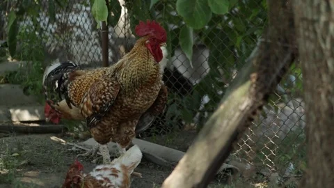 Rooster and chicken 库存影片 79753710