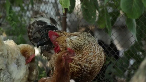 Rooster and chicken 库存影片 79753851