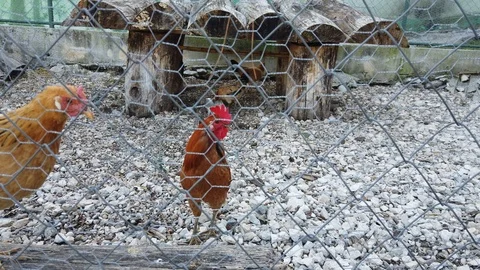 Rooster and chicken Video stock 102620669