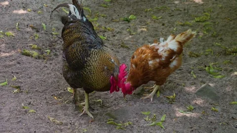 A Rooster and chicken  Video stock 249733479