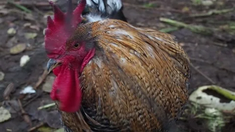 A rooster and a chicken graze in the yard Stock Footage 290245089