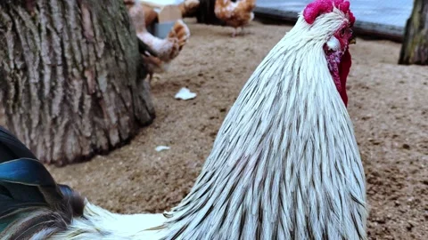 Rooster and chicken live on the rustic farm. Stock Footage 283019613