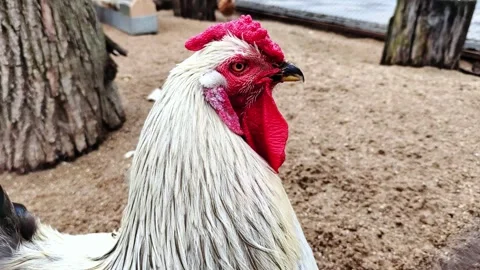 Rooster and chicken live on the rustic farm. Video stock 285495440