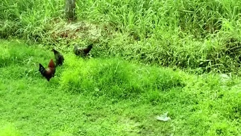 Rooster and chicken mating in the field and feeding HD video Stock Footage 303280551
