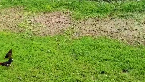 Rooster and chicken walking the field and feeding Stock Footage 302048007