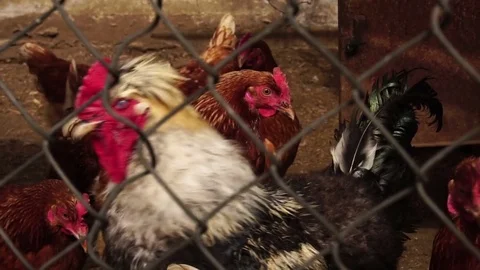 Rooster and chickens are walking in the chicken coop Stock Footage 74933552