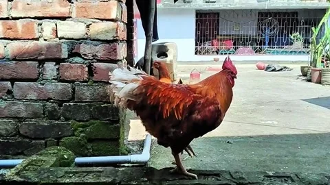 Rooster and chickens explore rooftops amidst rural brick wall scenery 動画素材 319330134