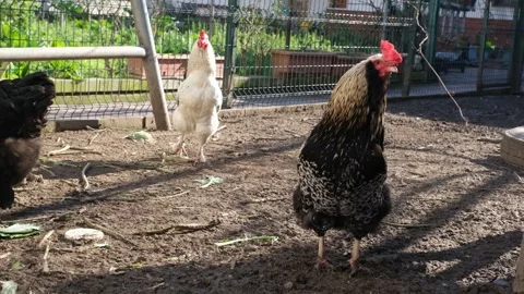 Rooster and chickens feeding Stock Footage 281673378