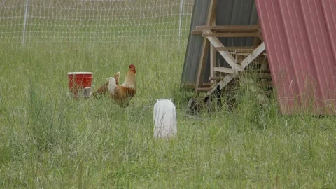 Rooster and chickens in a field Stock Footage 198072026