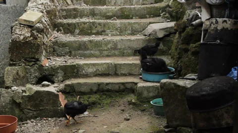 Rooster and chickens Stock Footage 28698116