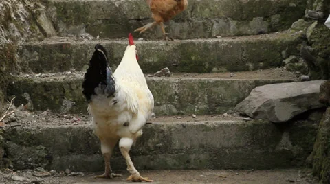 Rooster and chickens Stock Footage 28708636