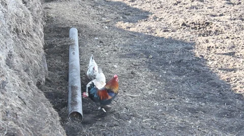 Rooster and chickens Stock Footage 37843439