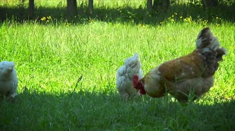 Rooster and chickens Stock Footage 50585346