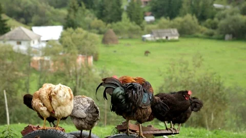 Rooster and Chickens Видео 95772424