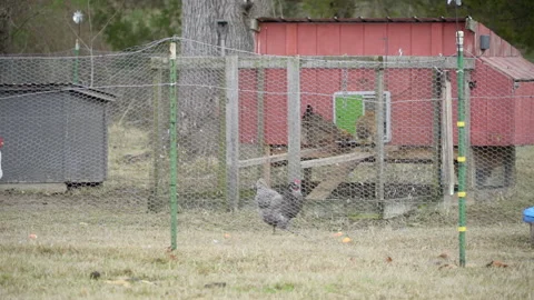 Rooster and Chickens Stock Footage 149089310